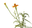 植物图